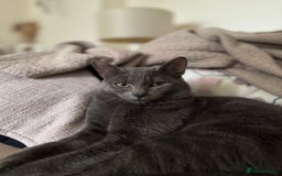 Mixed Breed cats for sale: Beautiful grey male cat.  in Chorley - Image 2