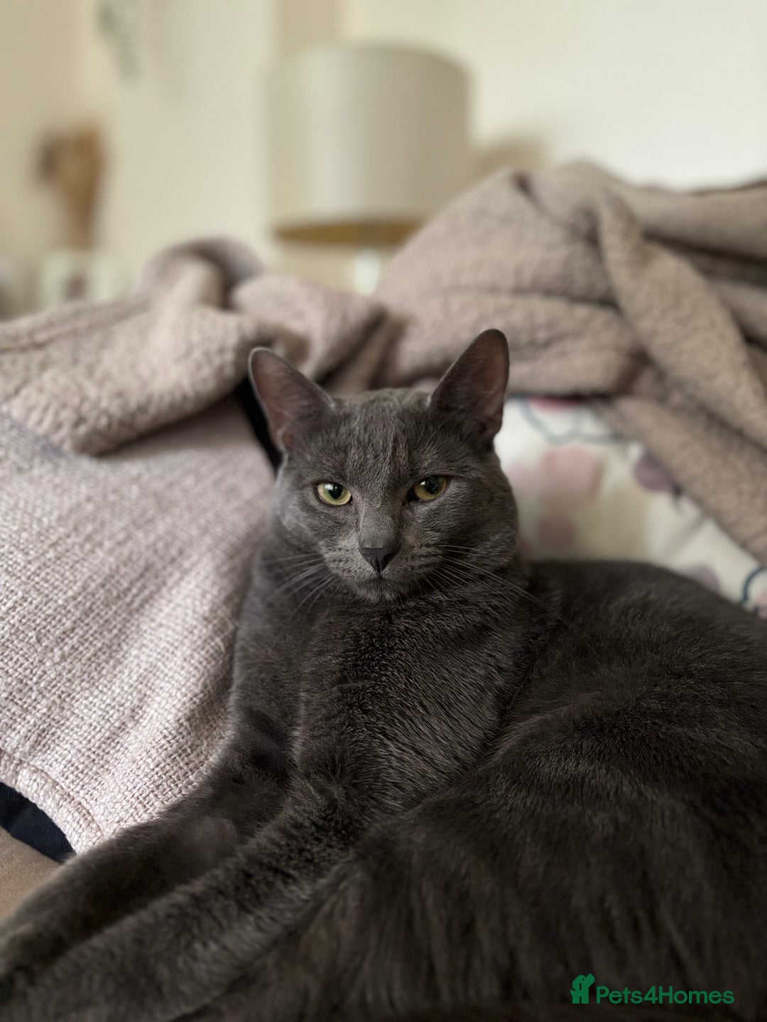 Mixed Breed cats for sale: Beautiful grey male cat.  in Chorley - Image 2