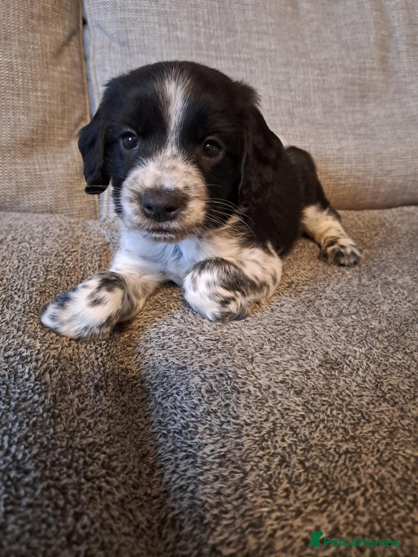 Sprocker dogs F1 Sprocker puppies FCh in both parent's line - Advert 1