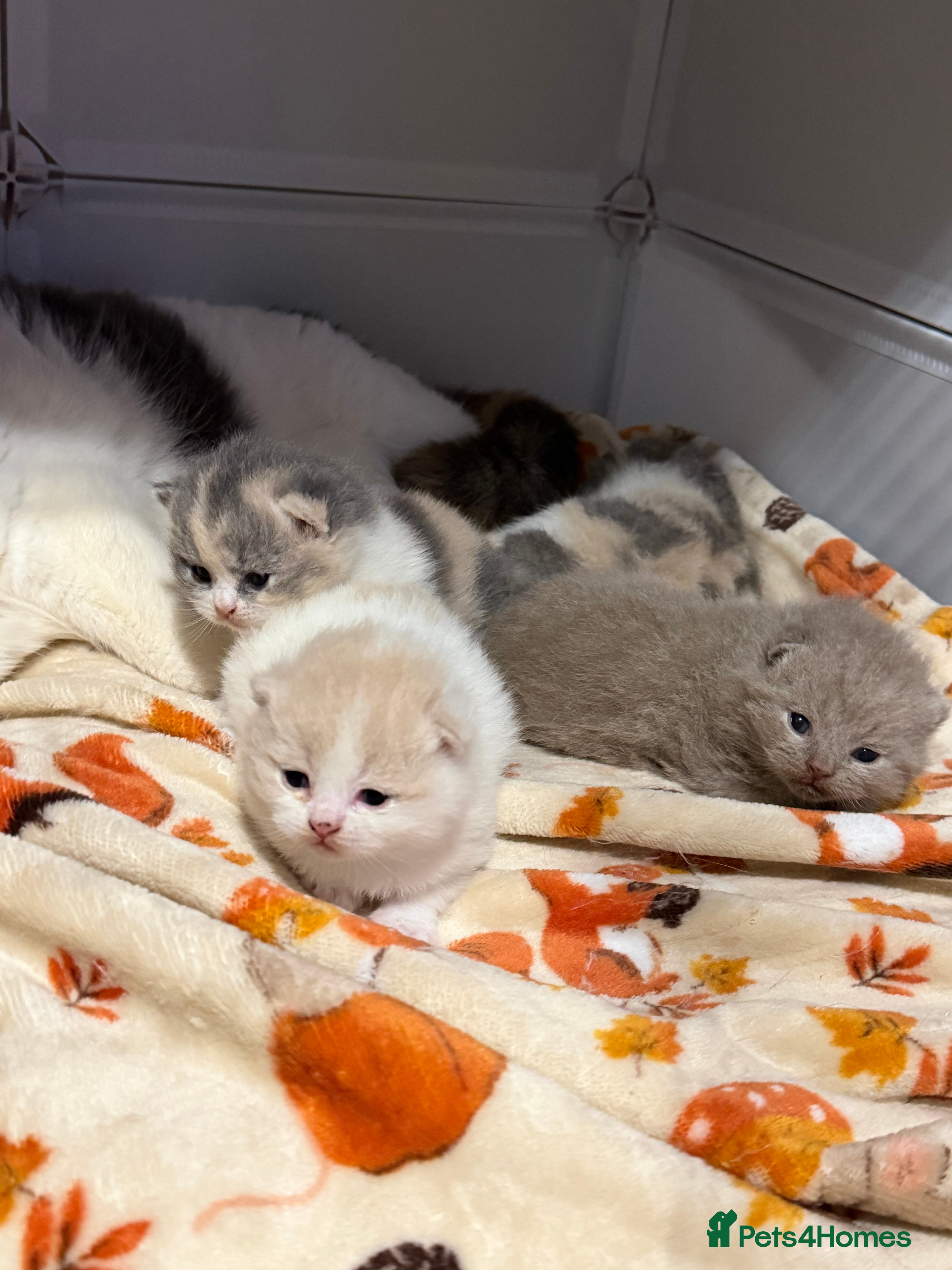 British Shorthair cats British shorthair kittens 2 calico girls left 😍 - Advert 11