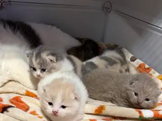 British Shorthair cats British shorthair kittens 2 calico girls left 😍 - Advert 11