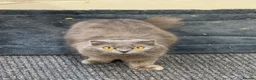 Mixed Breed cats for sale: Cat female grey and white 2 yr - Advert 6