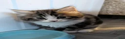Mixed Breed cats for sale: Beautiful BSHxPersian kittens - Advert 8