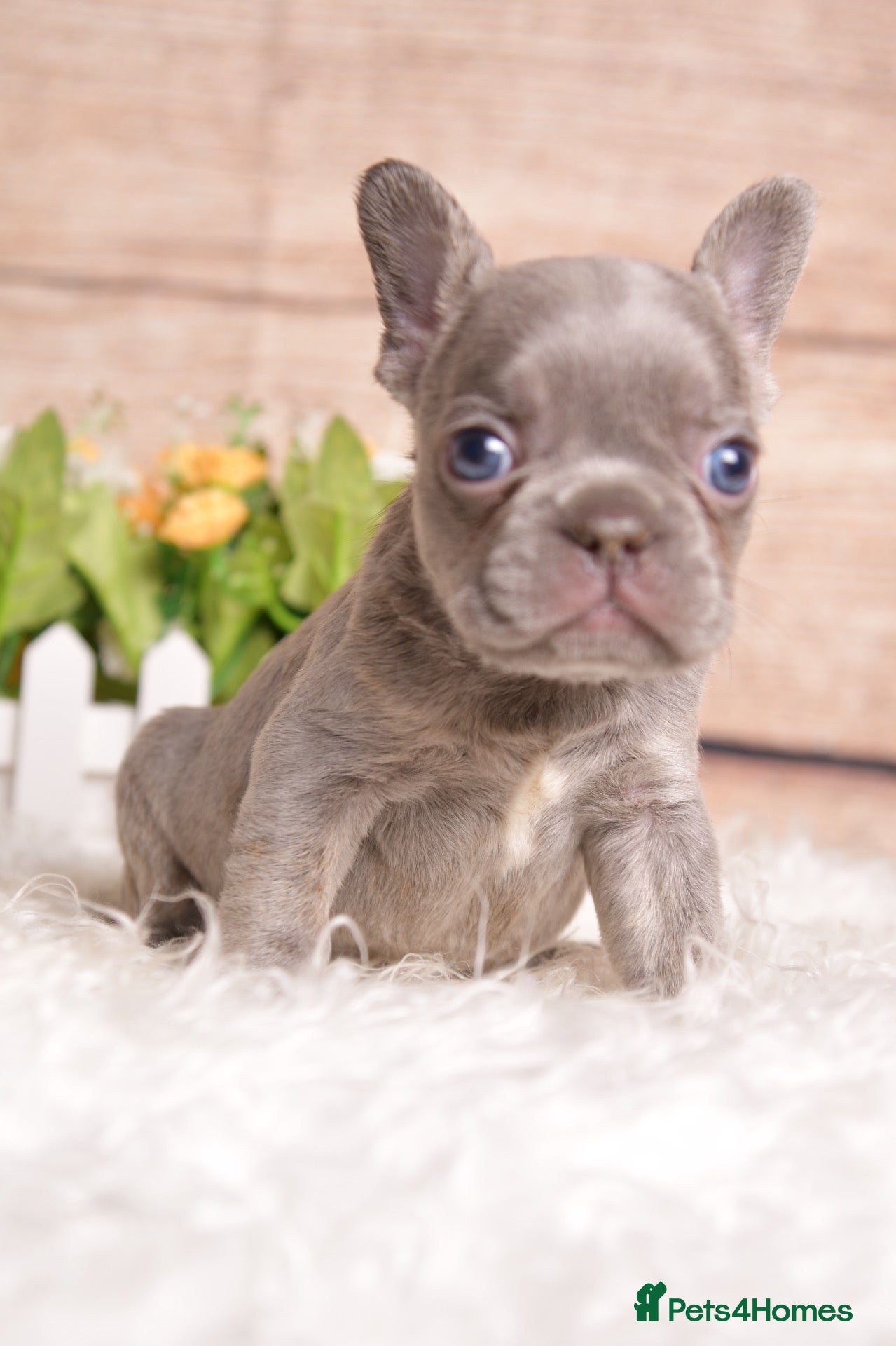 French Bulldog dogs for sale: Kc registered french bulldog puppies  - Advert 2