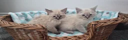 Siberian cats for sale: Beautiful Neva Masquerade kittens - Advert 6