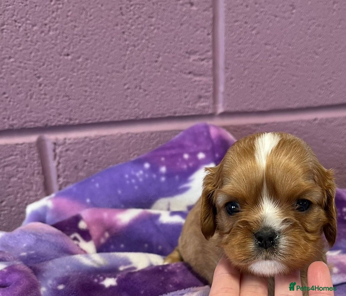 Cavalier King Charles Spaniel dogs Advanced trained Cavalier King Charles Spaniel - Advert 2