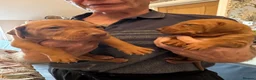 Hungarian Vizsla dogs for sale: Beautiful Smooth haired Hungarian Vizslas  - Advert 2