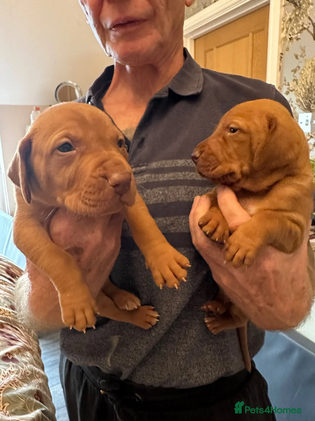 Hungarian Vizsla dogs for sale: Beautiful Smooth haired Hungarian Vizslas  - Advert 2