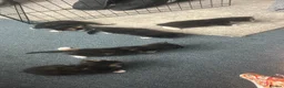 Mixed Breed cats for sale: Beautiful kittens for sale. - Advert 17