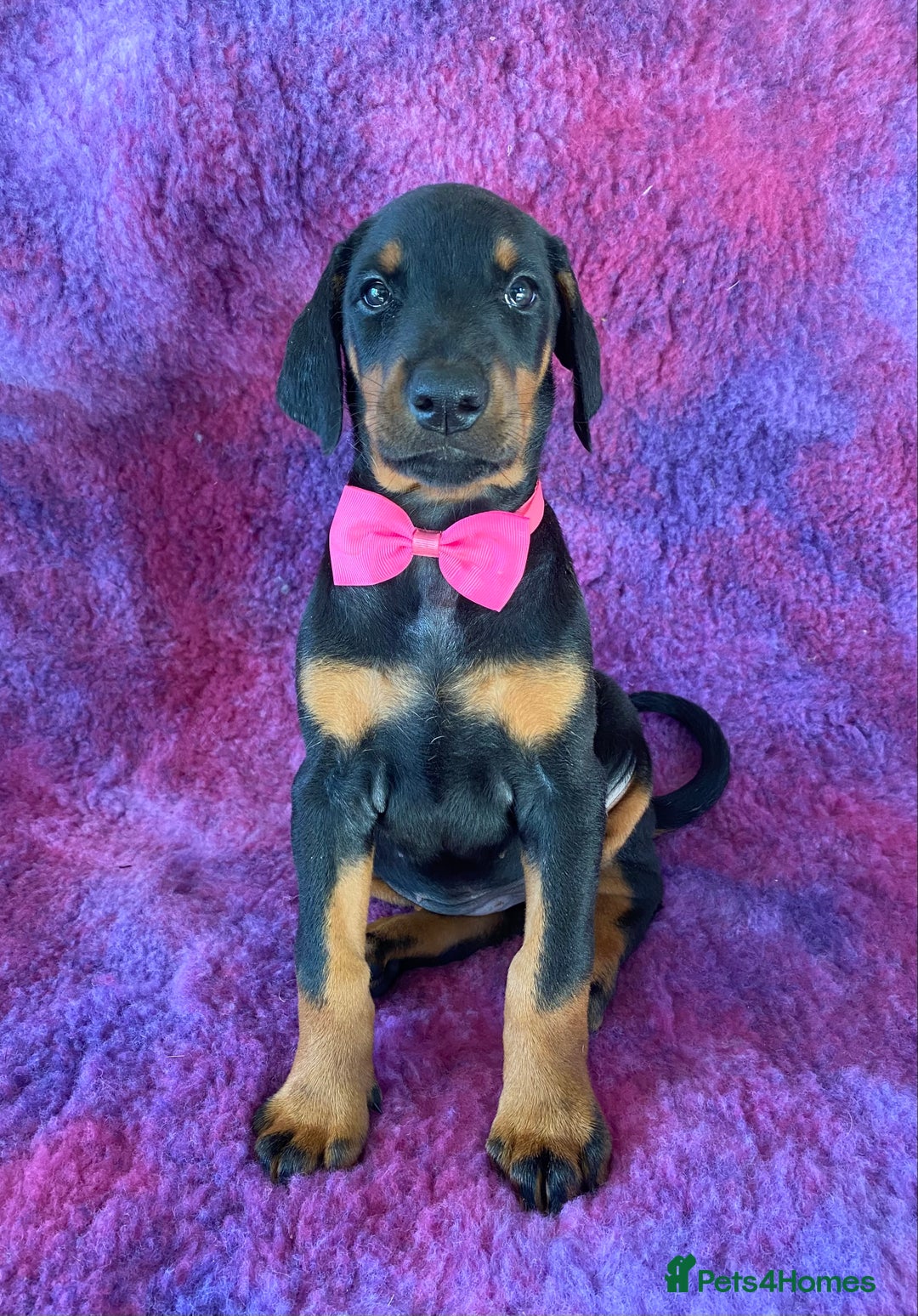 Dobermann dogs for sale: KC REG HEALTH TESTED EUROPEAN DOBERMAN : REDUCED! - Advert 35