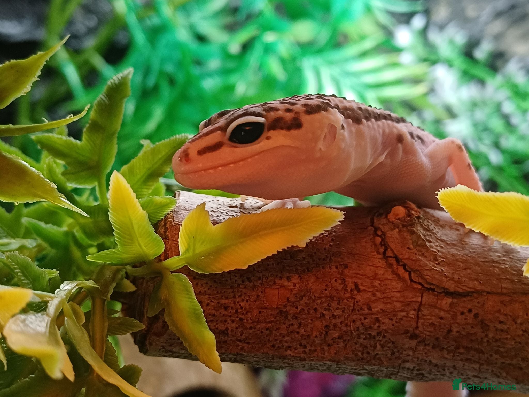 Leopard Gecko reptiles Mack Snow Eclipse (Blacknight x Tangerine Cross)  - Advert 2