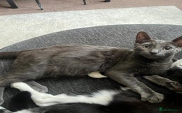 Mixed Breed cats for sale: Kittens for sale - Image 6