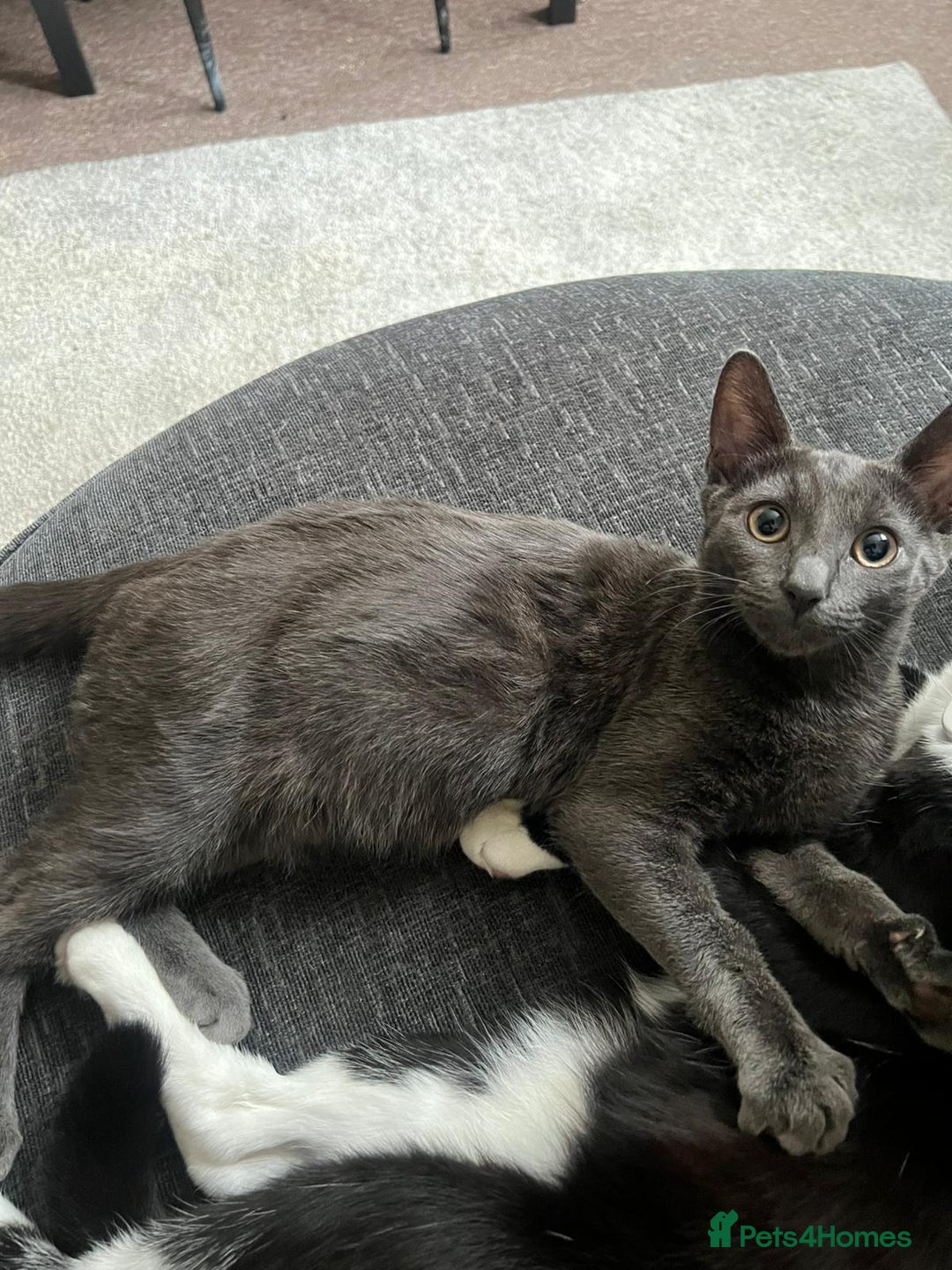Mixed Breed cats for sale: Kittens for sale - Image 6