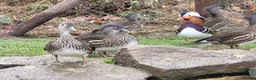 Ducks poultry for sale: Female Mandarins ducks in Shrewsbury - Advert 2