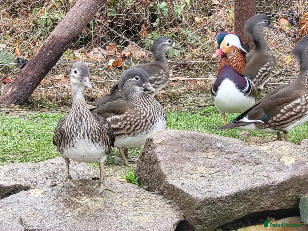 Ducks poultry for sale: Female Mandarins ducks in Shrewsbury - Advert 2