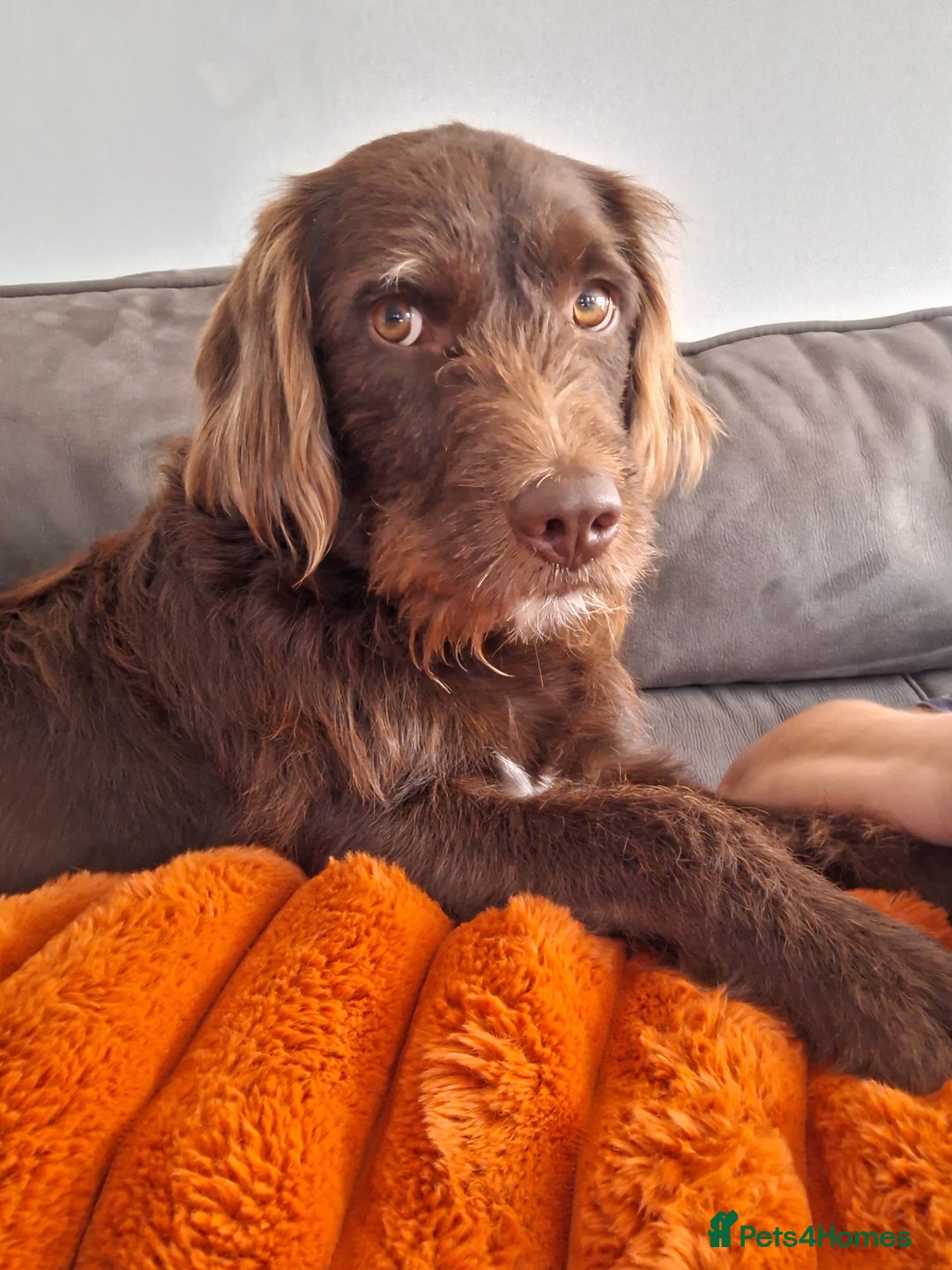 Mixed Breed dogs for sale: Goldendoodle pups 6 girls 3 boys - Advert 2