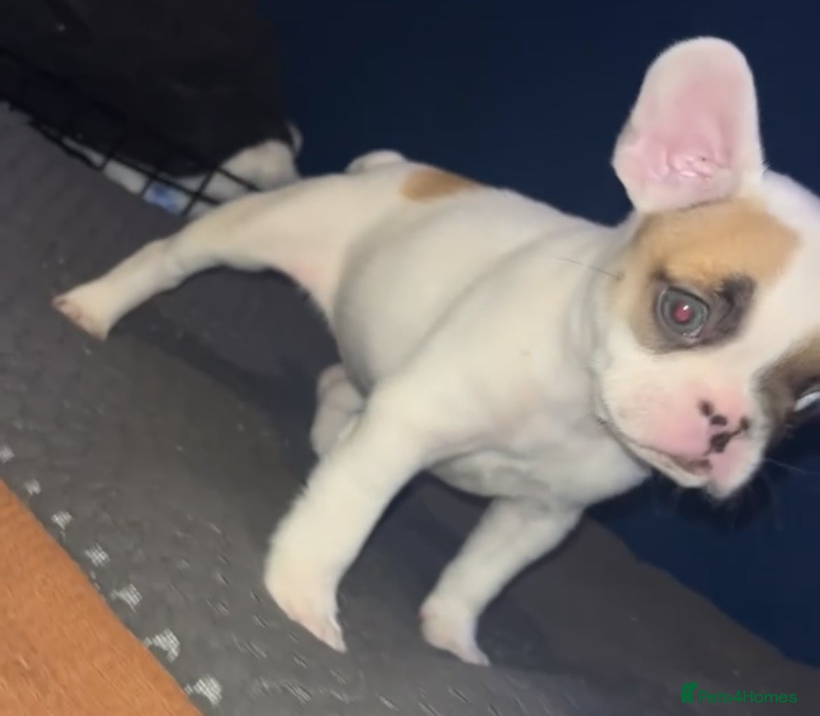 French Bulldog dogs Beautiful French bulldog puppies  - Advert 7