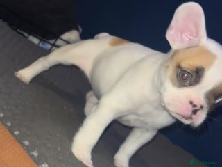 French Bulldog dogs Beautiful French bulldog puppies - Advert 1