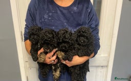 Toy Poodle dogs for sale: PEDIGREE TOY POODLES PRA CLEAR  - Advert 9