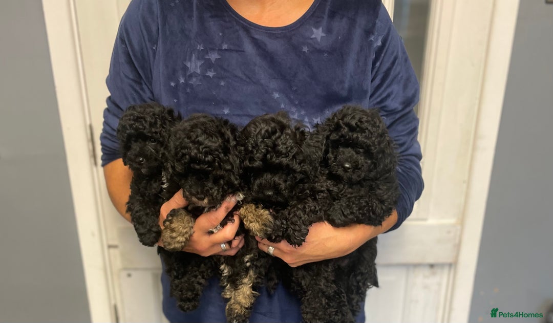 Toy Poodle dogs for sale: PEDIGREE TOY POODLES PRA CLEAR  - Advert 9