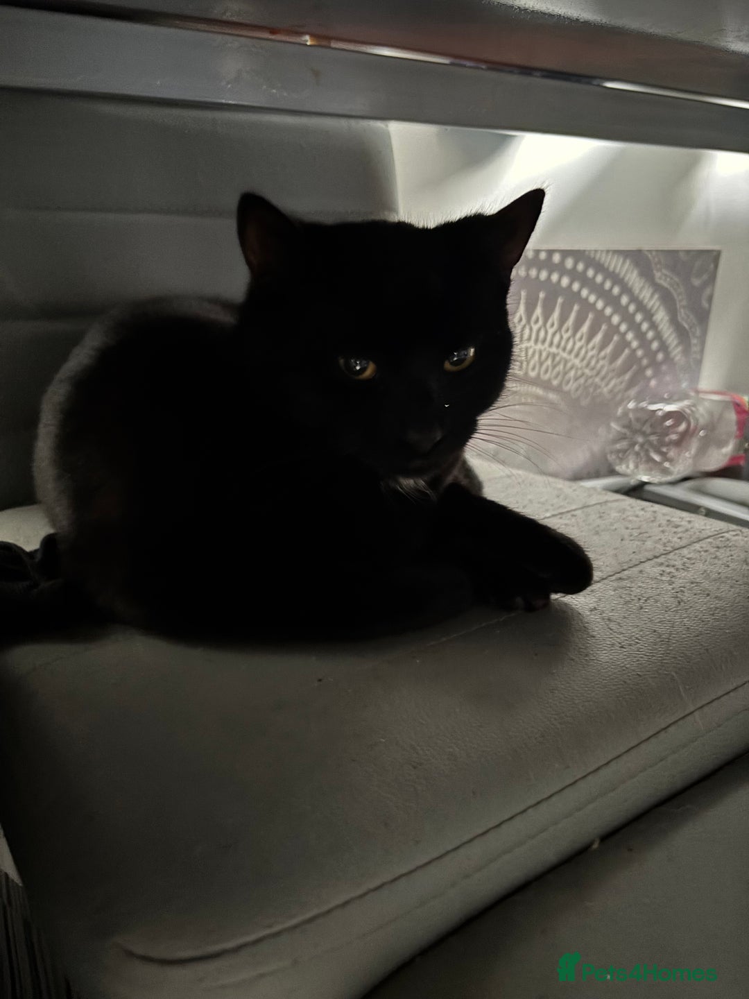 Mixed Breed cats for sale: Two beautiful playful kittens - Advert 1