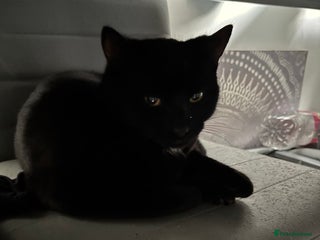 Mixed Breed cats Two beautiful playful kittens - Advert 1