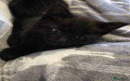 British Shorthair cats for sale: Kittens - Image 3