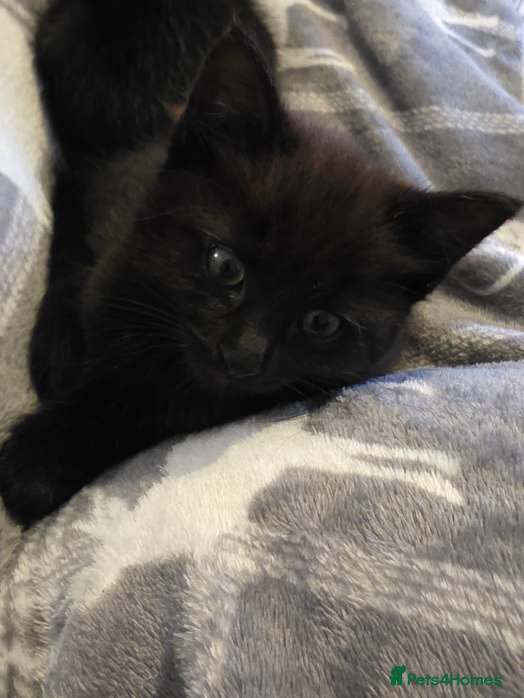 British Shorthair cats for sale: Kittens - Image 3