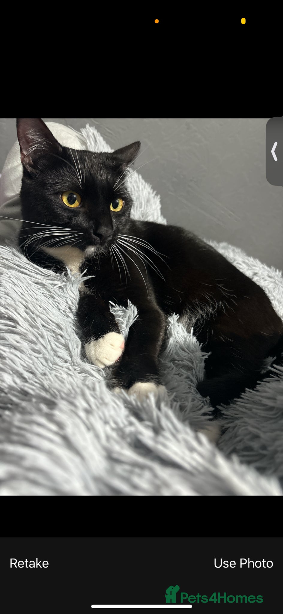 Domestic Shorthair cats Male shorthair cat for sale  - Advert 10