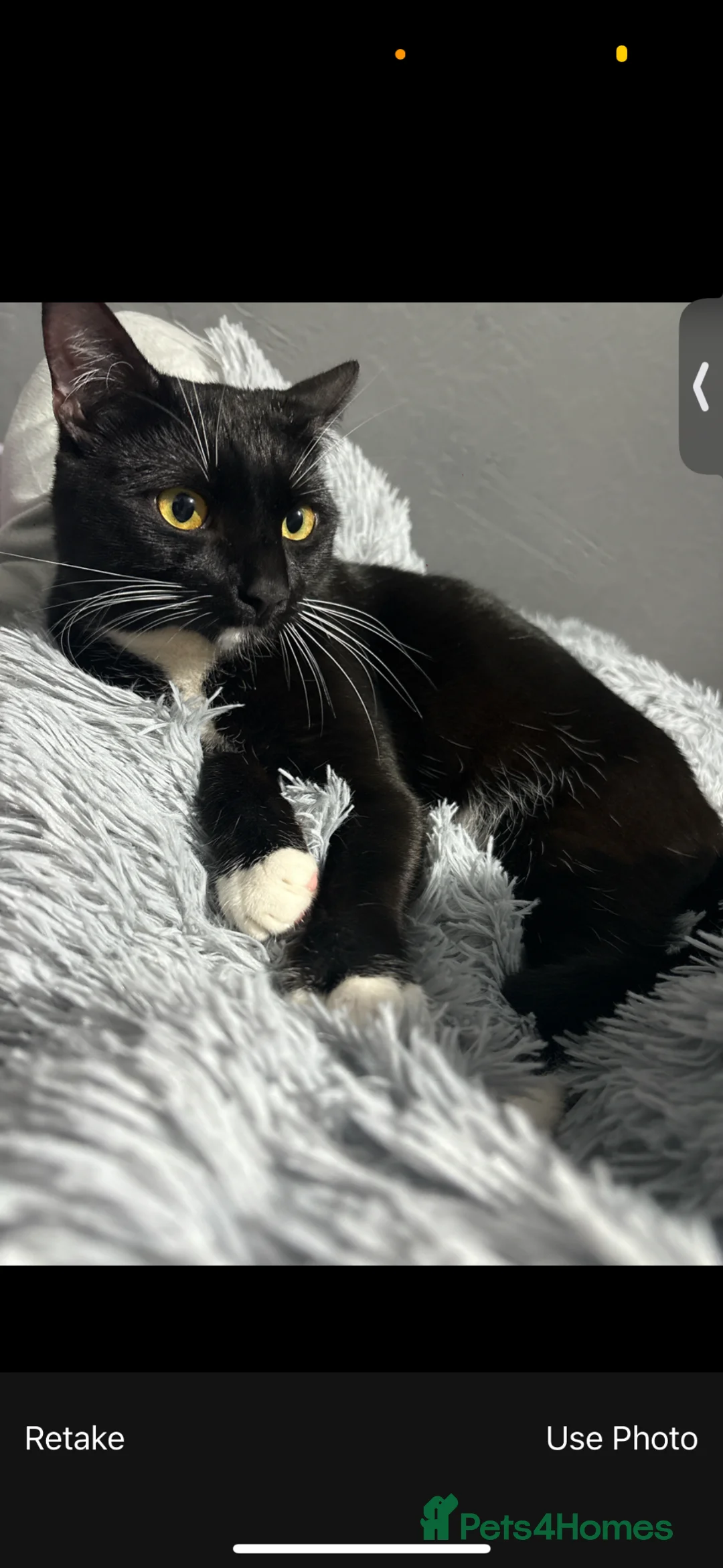 Domestic Shorthair cats for sale: Male shorthair cat for sale  in Nottingham - Advert 1
