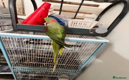 Parrots birds for sale: Alexandrine male - Image 3