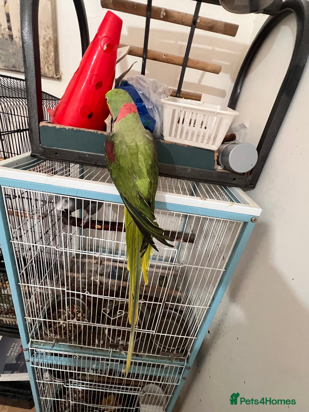 Parrots birds for sale: Alexandrine male - Image 3