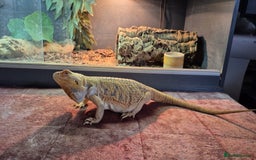 Dragon reptiles for sale: Bearded Dragon Lizard - Image 3