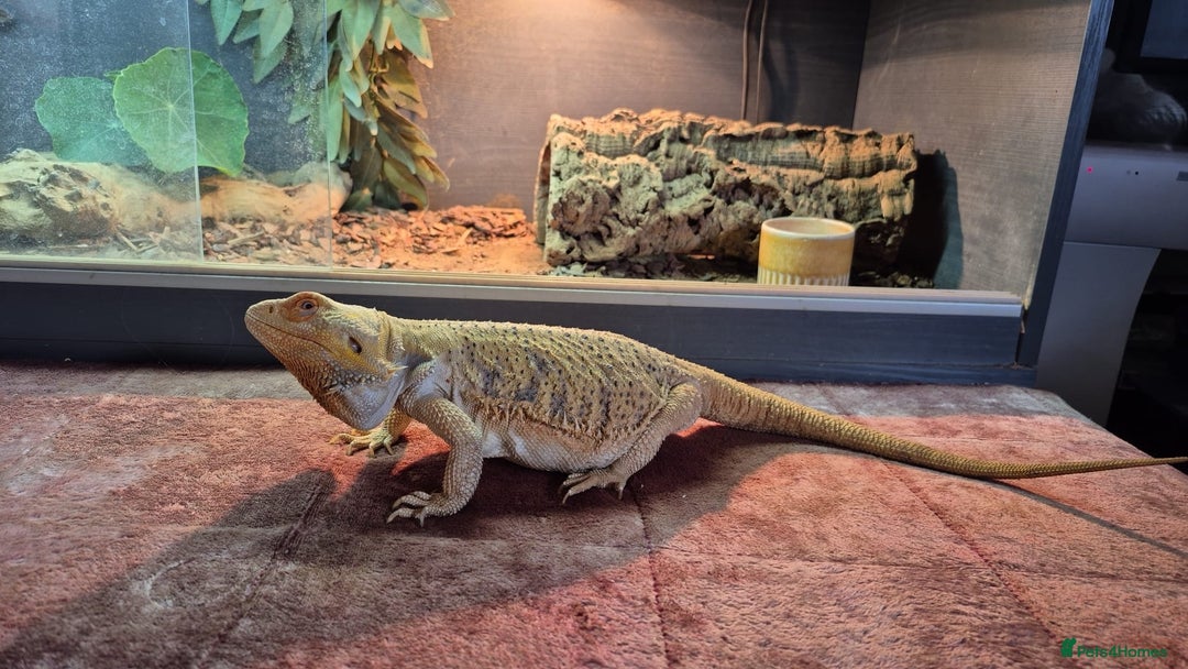 Dragon reptiles for sale: Bearded Dragon Lizard - Image 3