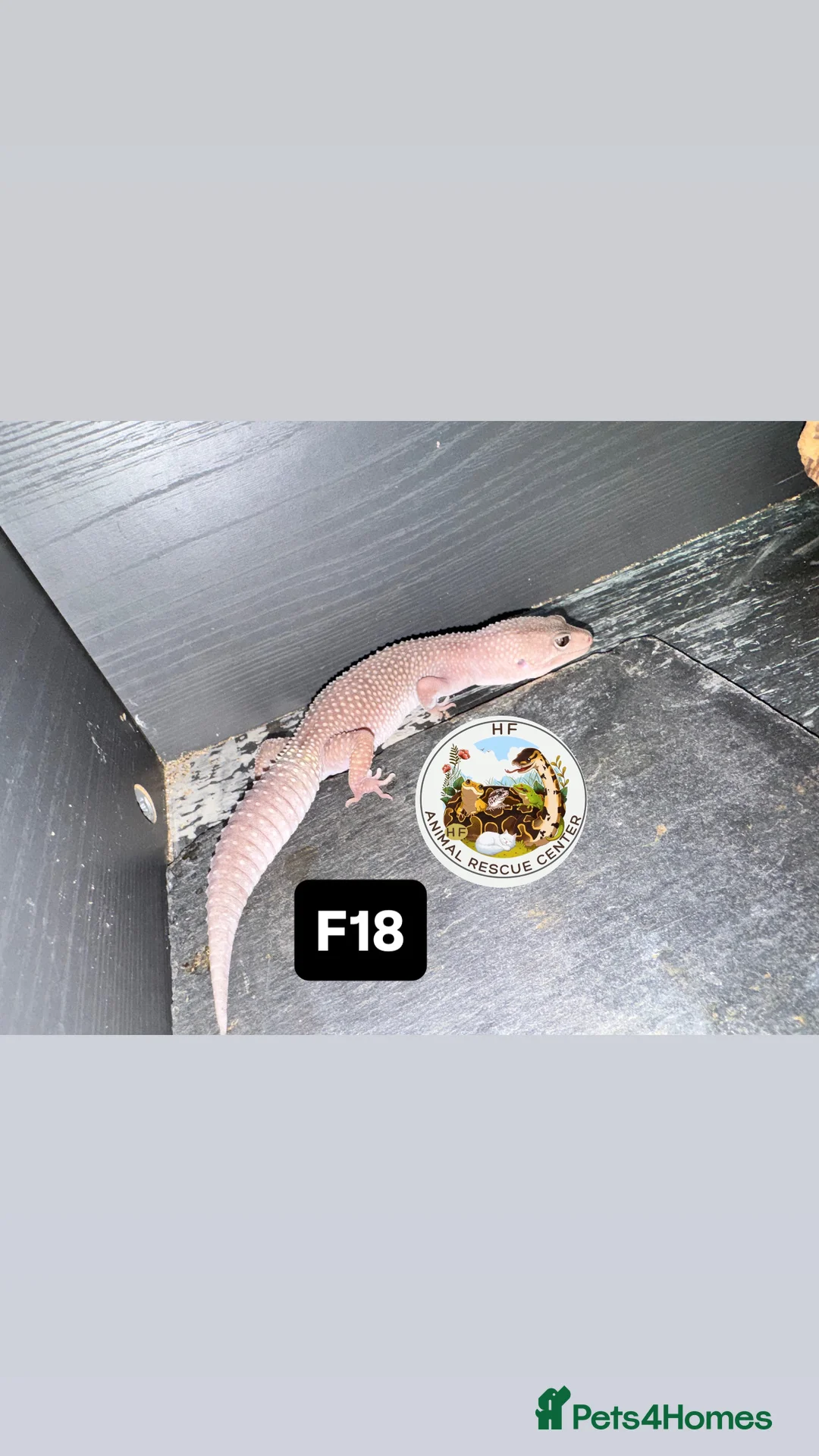Leopard Gecko reptiles for sale: crested & leopard geckos - possible a full setup  - Advert 7