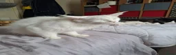 Maine Coon cats for sale: Maine Coon Kittens for Sale - Advert 21