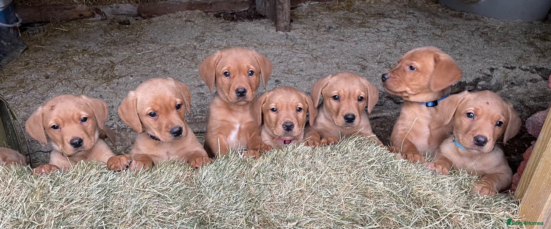 Labrador Retriever dogs for sale: *3 boys ready to go* KCreg foxred Labrador puppies - Advert 12