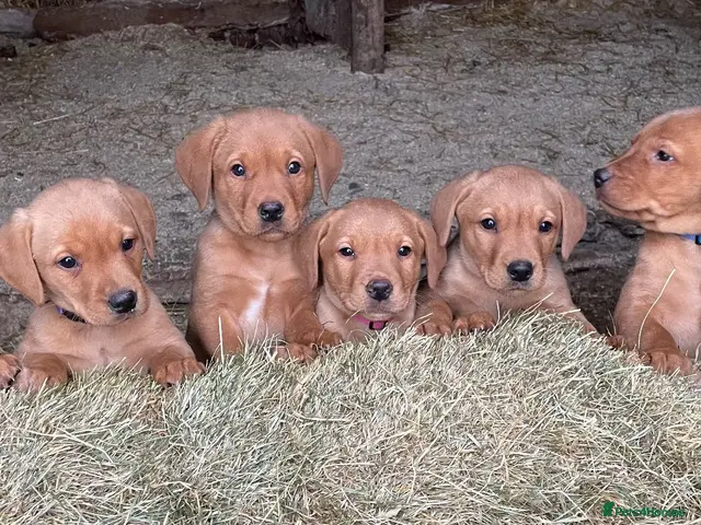 Labrador Retriever dogs for sale: *3 boys ready to go* KCreg foxred Labrador puppies - Advert 12