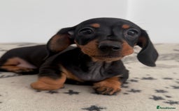 Miniature Dachshund dogs for sale: Ready for forever sofas! 3 Stunning KC reg puppies - Image 4