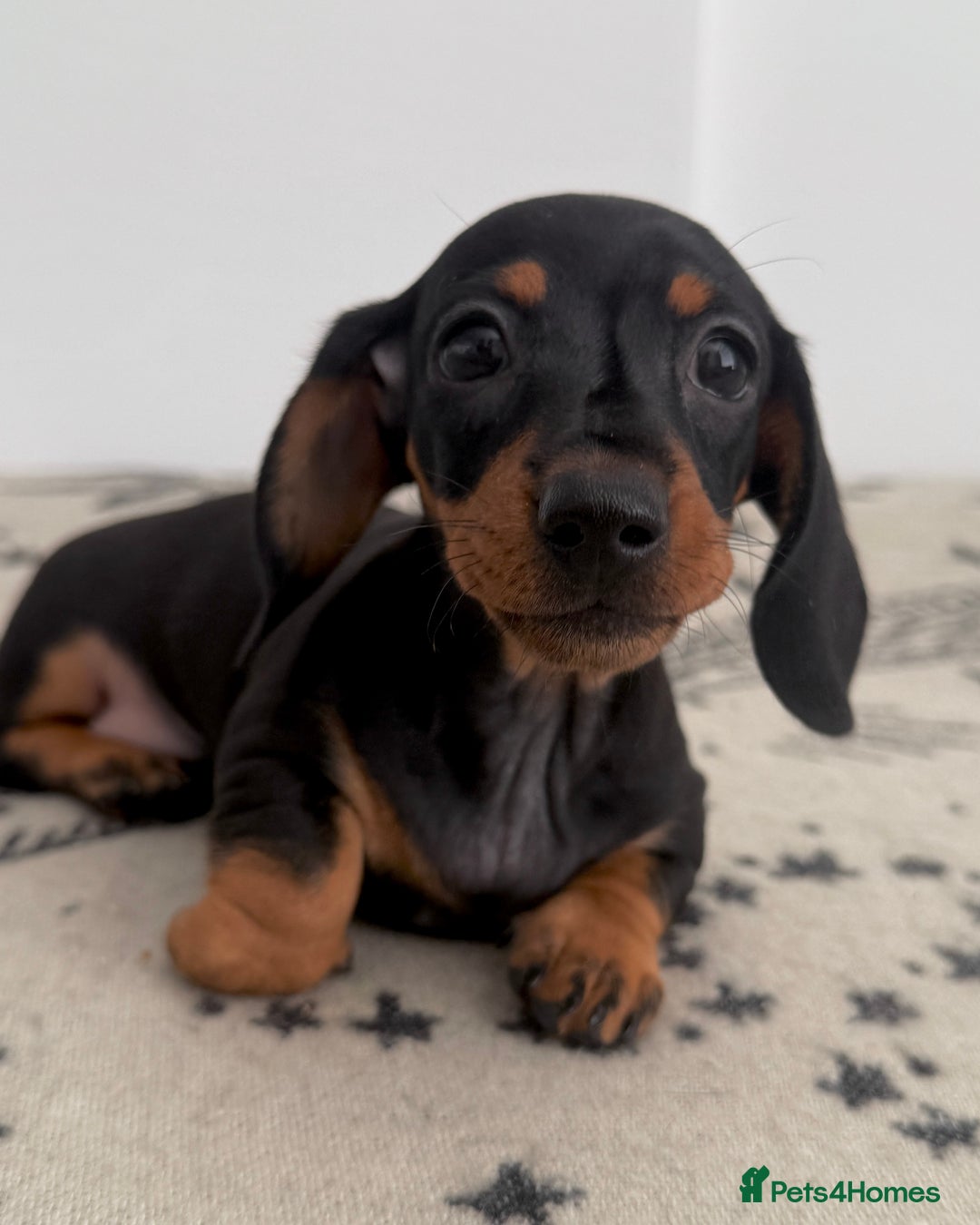 Miniature Dachshund dogs for sale: Ready for forever sofas! 3 Stunning KC reg puppies - Image 4