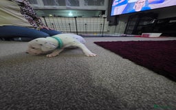 Dalmatian dogs for sale: 100% DALMATIAN LITTER - Image 35