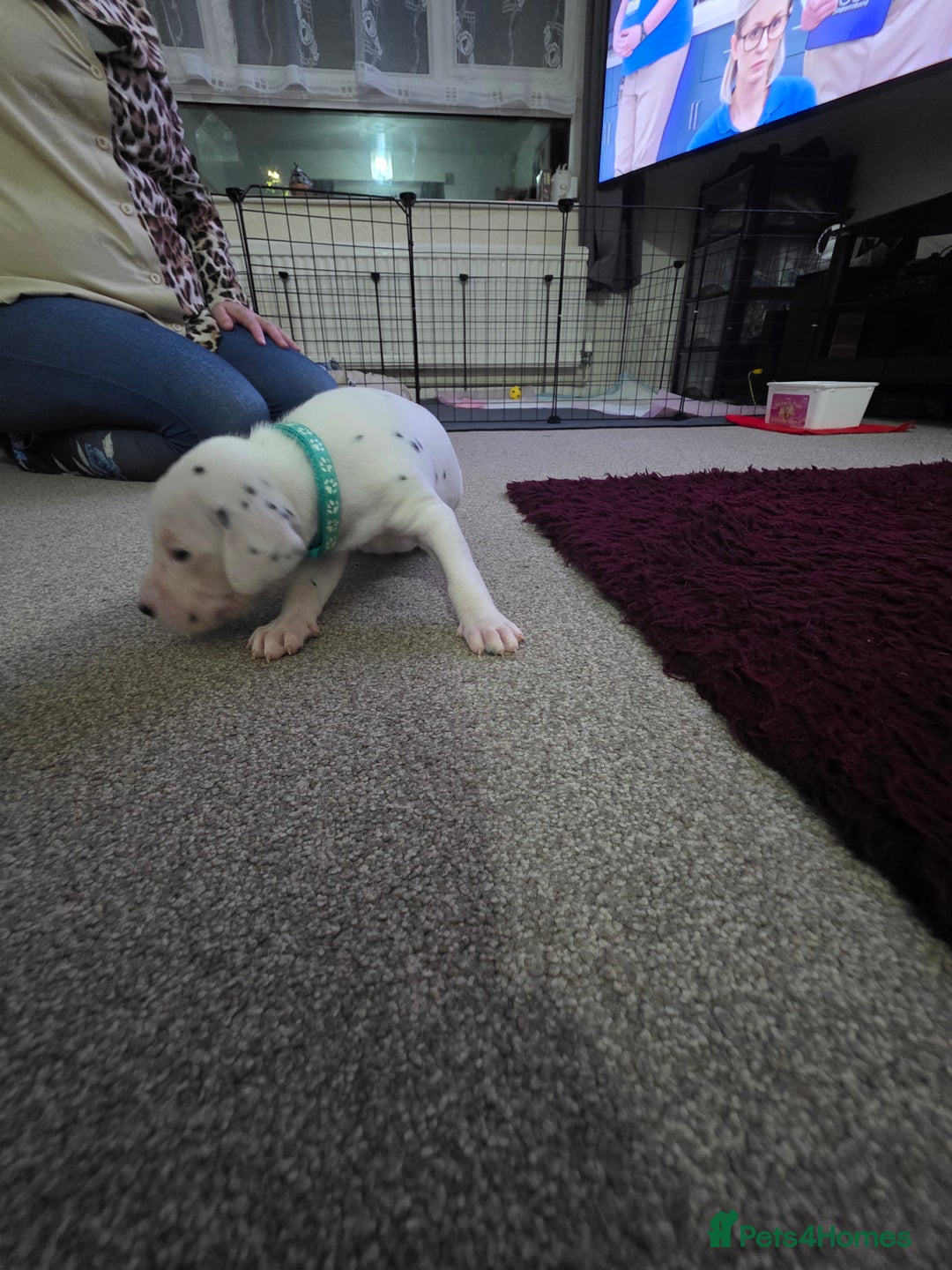 Dalmatian dogs for sale: 100% DALMATIAN LITTER - Image 35