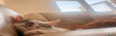 Mixed Breed Kitten 2