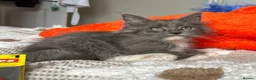 Maine Coon cats for sale: Beautiful polydactyl Maine coon kittens  - Advert 23