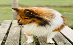 Shetland Sheepdog dogs for stud: Beautiful sable Shetland sheepdog for stud  - Advert 12