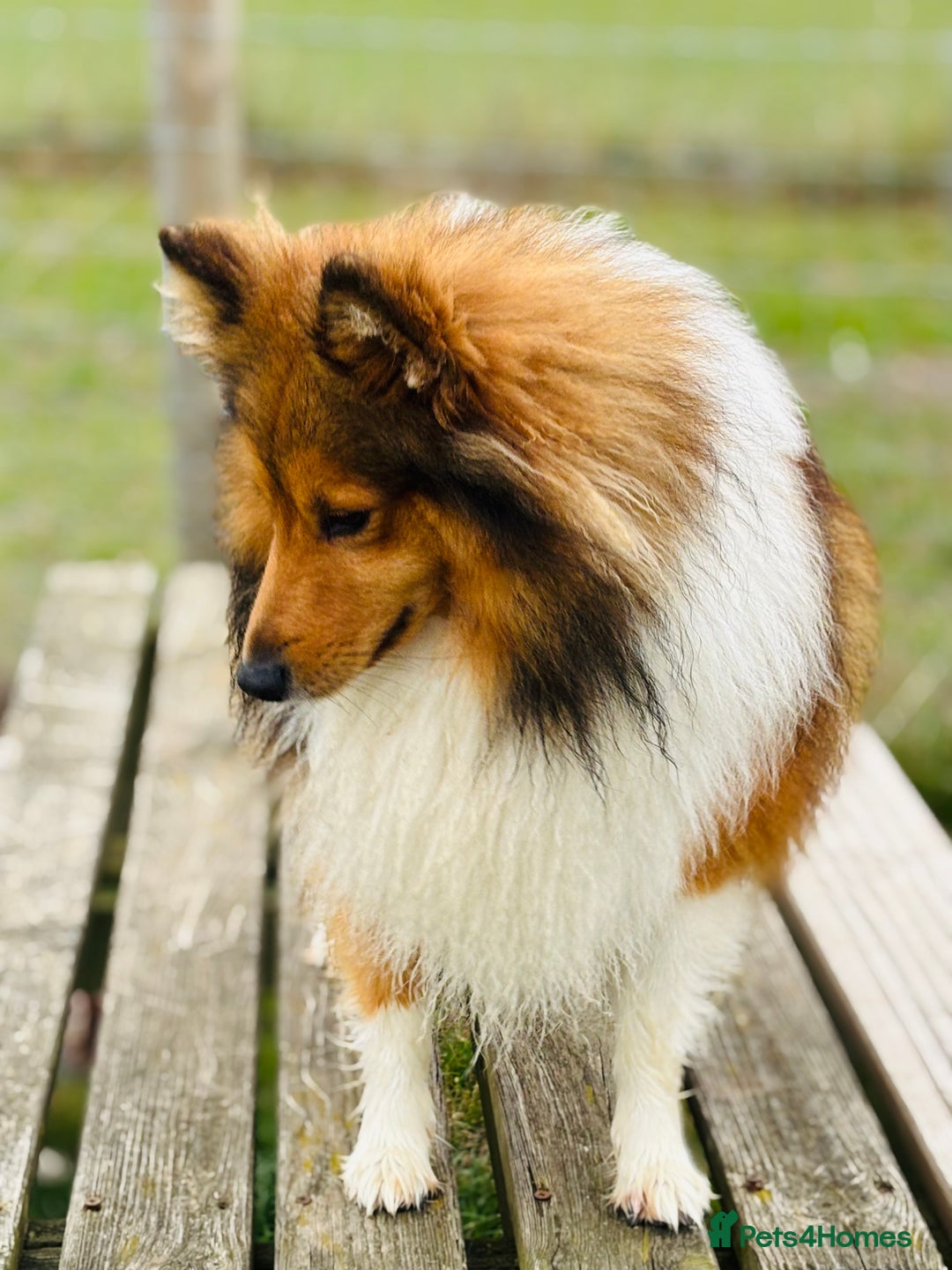 Shetland Sheepdog dogs for stud: Beautiful sable Shetland sheepdog for stud  - Advert 12