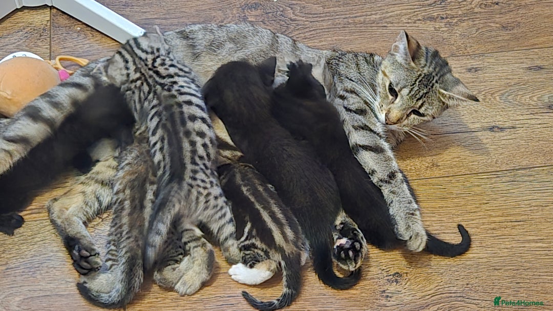 British Shorthair cats for sale: 3 adorable black kitten mixed with bengal - Image 5