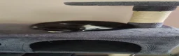 Mixed Breed cats for sale: Black and white female kitten in Blandford Forum - Advert 2