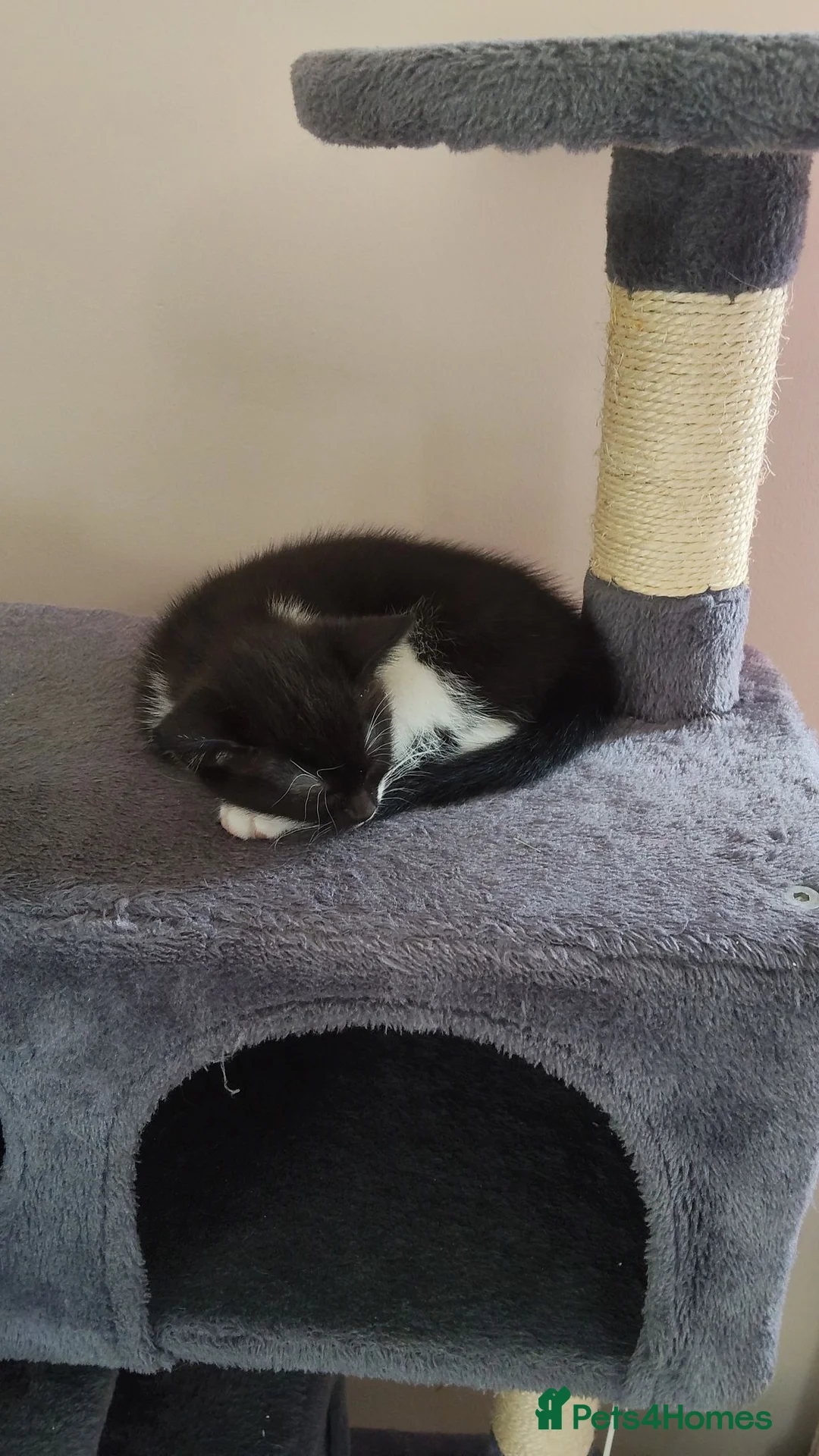 Mixed Breed cats for sale: Black and white female kitten in Blandford Forum - Advert 2