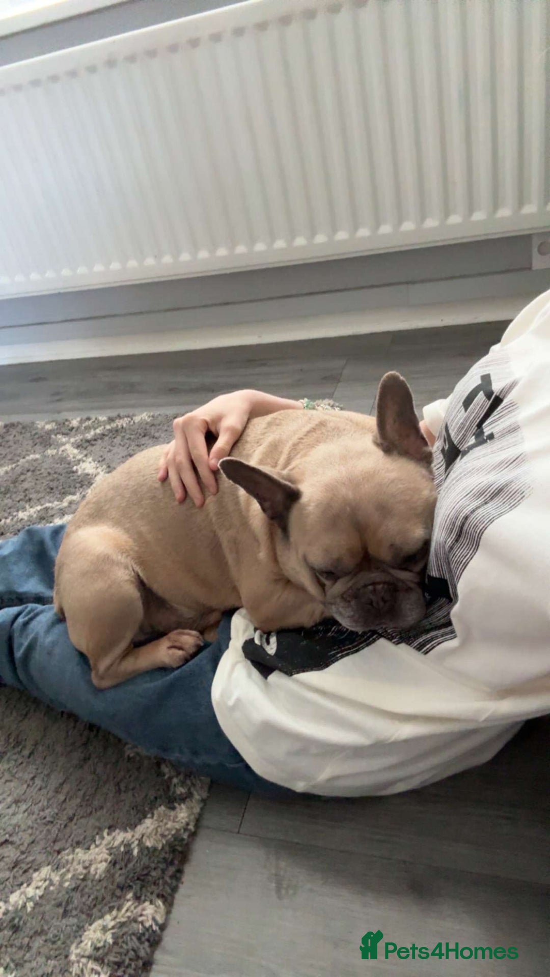 French Bulldog dogs for sale: Rooney/ French bulldog for sale - Image 4